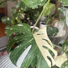 Monstera Thai Constellation large form