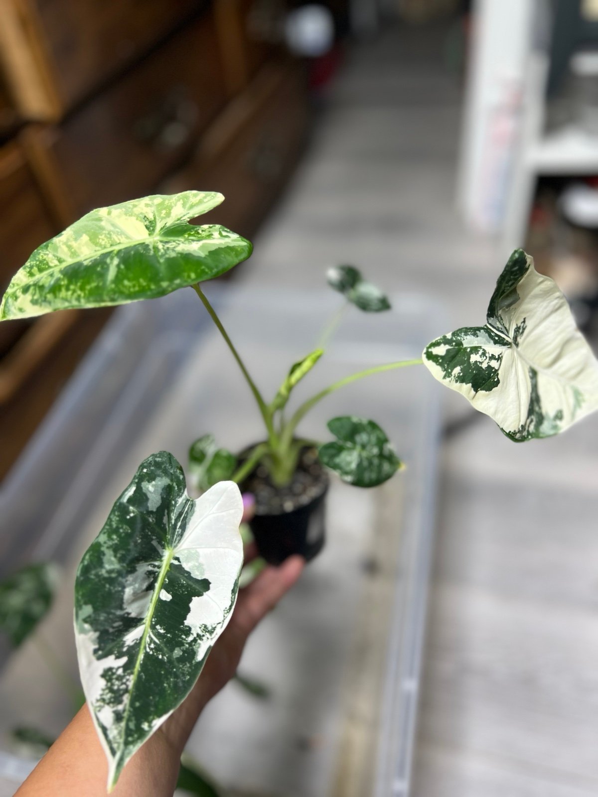 alocasia frydek variegated