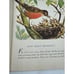 Little Golden Book Of Birds Vintage 1943 1st Print 1st Edition Blue Spine