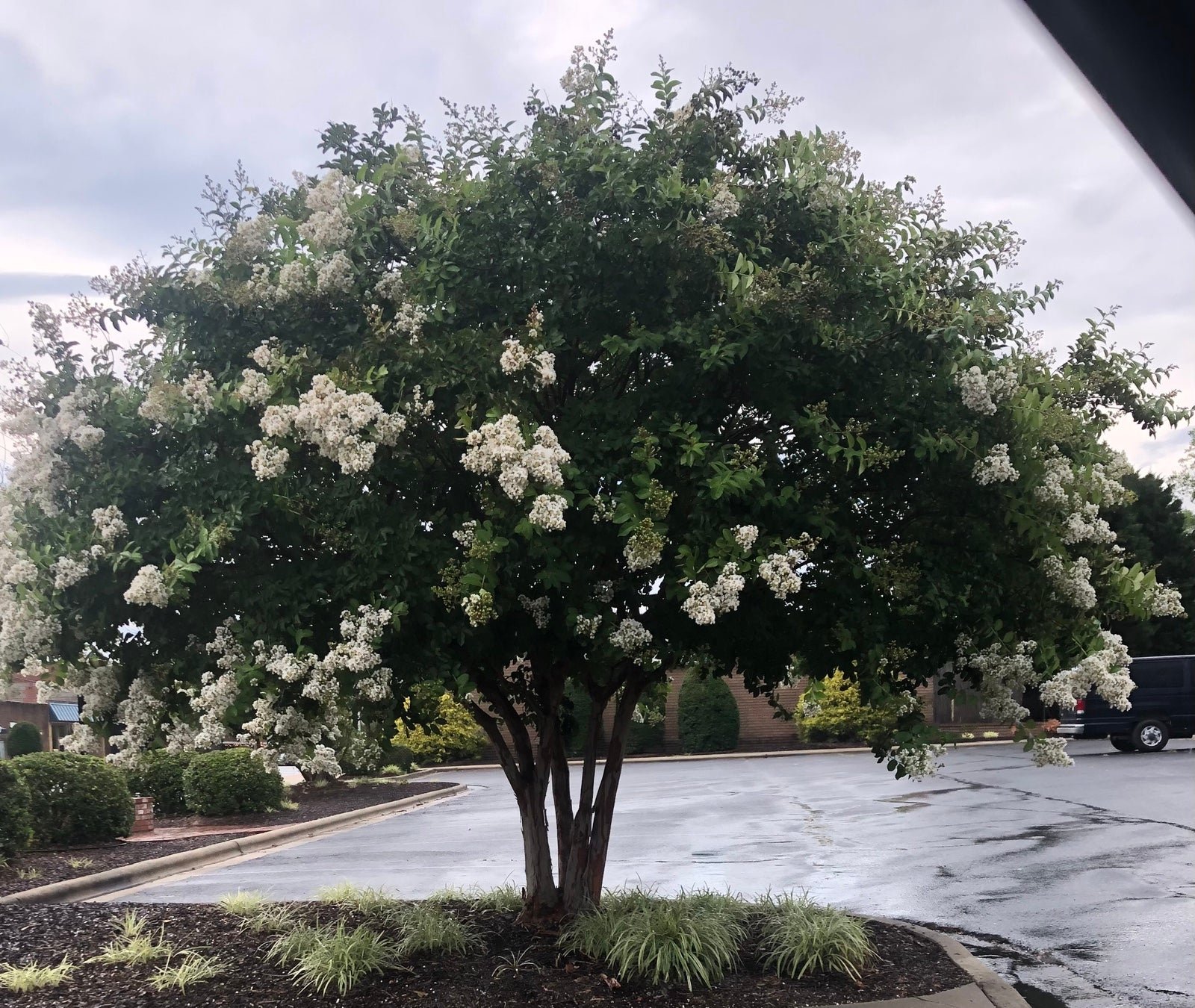2 Natchez Crape Myrtle Trees