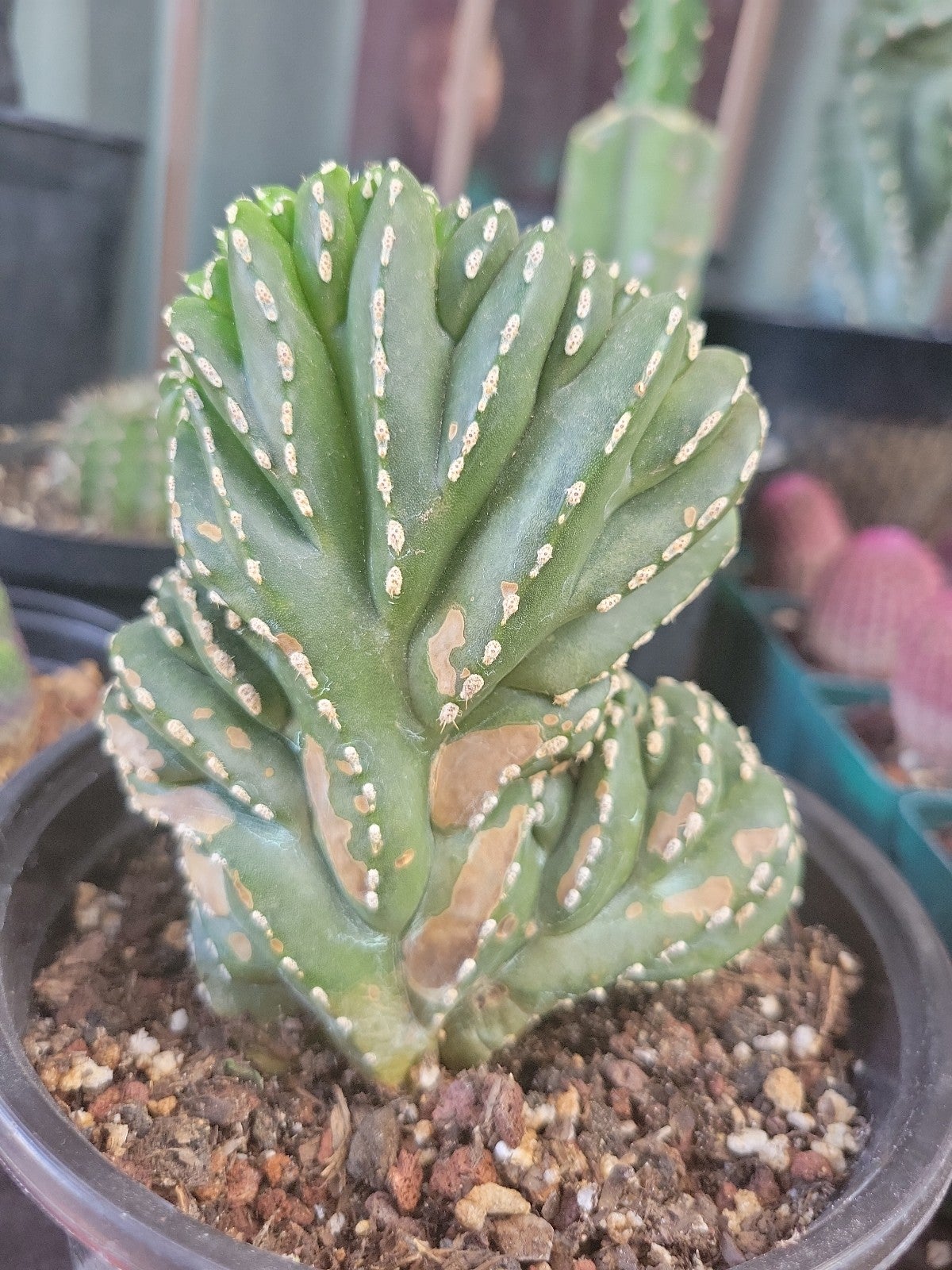 Mexican fence post crested cactus