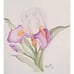 Vintage Original Signed Oil Painting by C. Papke The Iris 2007 12 x 10