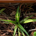 3 pineapple Plants