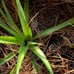 3 pineapple Plants