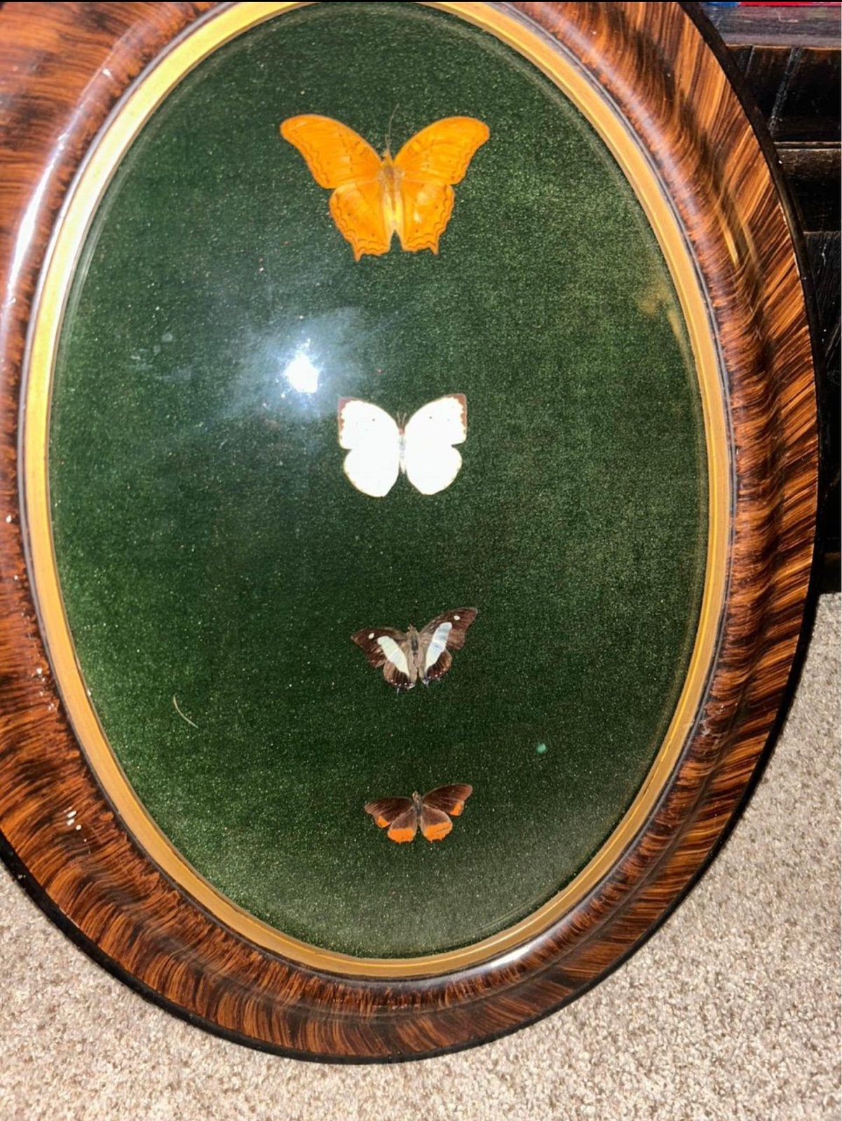 Real Butterfly Taxidermy Green Bubble Frame