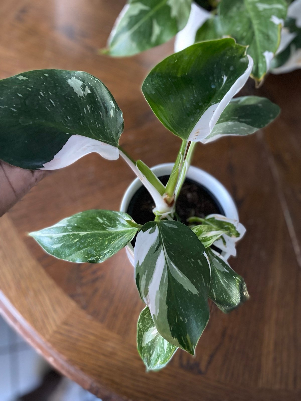 Philodendron White Princess