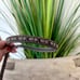 Coach Leather Signature Dog Leash