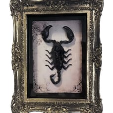 Goth Oddity 7” Taxidermy Scorpion Specimen in Gold Frame Shadow Box Home Decor