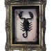 Goth Oddity 7” Taxidermy Scorpion Specimen in Gold Frame Shadow Box Home Decor