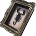 Goth Oddity 7” Taxidermy Scorpion Specimen in Gold Frame Shadow Box Home Decor