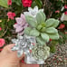 Bath & Body works wallflower Succulent crystal flowers plug