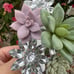 Bath & Body works wallflower Succulent crystal flowers plug