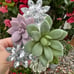 Bath & Body works wallflower Succulent crystal flowers plug