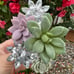 Bath & Body works wallflower Succulent crystal flowers plug