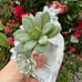 Bath & Body works wallflower Succulent crystal flowers plug