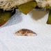 Crazy Lace Agate Designer Cut Cabochon S098