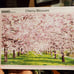 Puzzle Life Cherry Blossom Korea 1000 Piece Jigsaw Puzzle