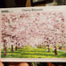 Puzzle Life Cherry Blossom Korea 1000 Piece Jigsaw Puzzle