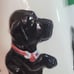 Big Sky Carvers Canine Cookie/treat Jar Phyllis Driscoll Black Lab 11 Tall