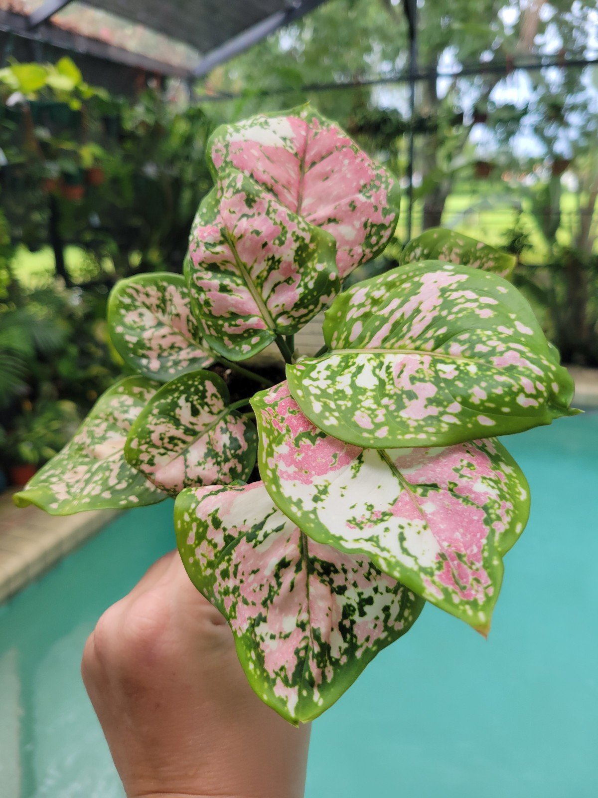Aglaonema anymanee tricolor
