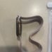 Apple Series 4 Gold 44 mm Smart Watch