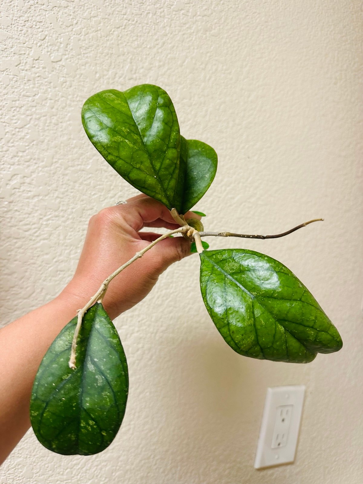 Hoya sp patcharawalai