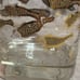 Vintage Midcentury George Briard Goldfish Cocktail Glass