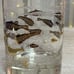 Vintage Midcentury George Briard Goldfish Cocktail Glass