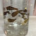 Vintage Midcentury George Briard Goldfish Cocktail Glass