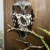Vintage 1980’s Reverse Painted Acrylic Woodland Winter Owl Wooden Bird Picture