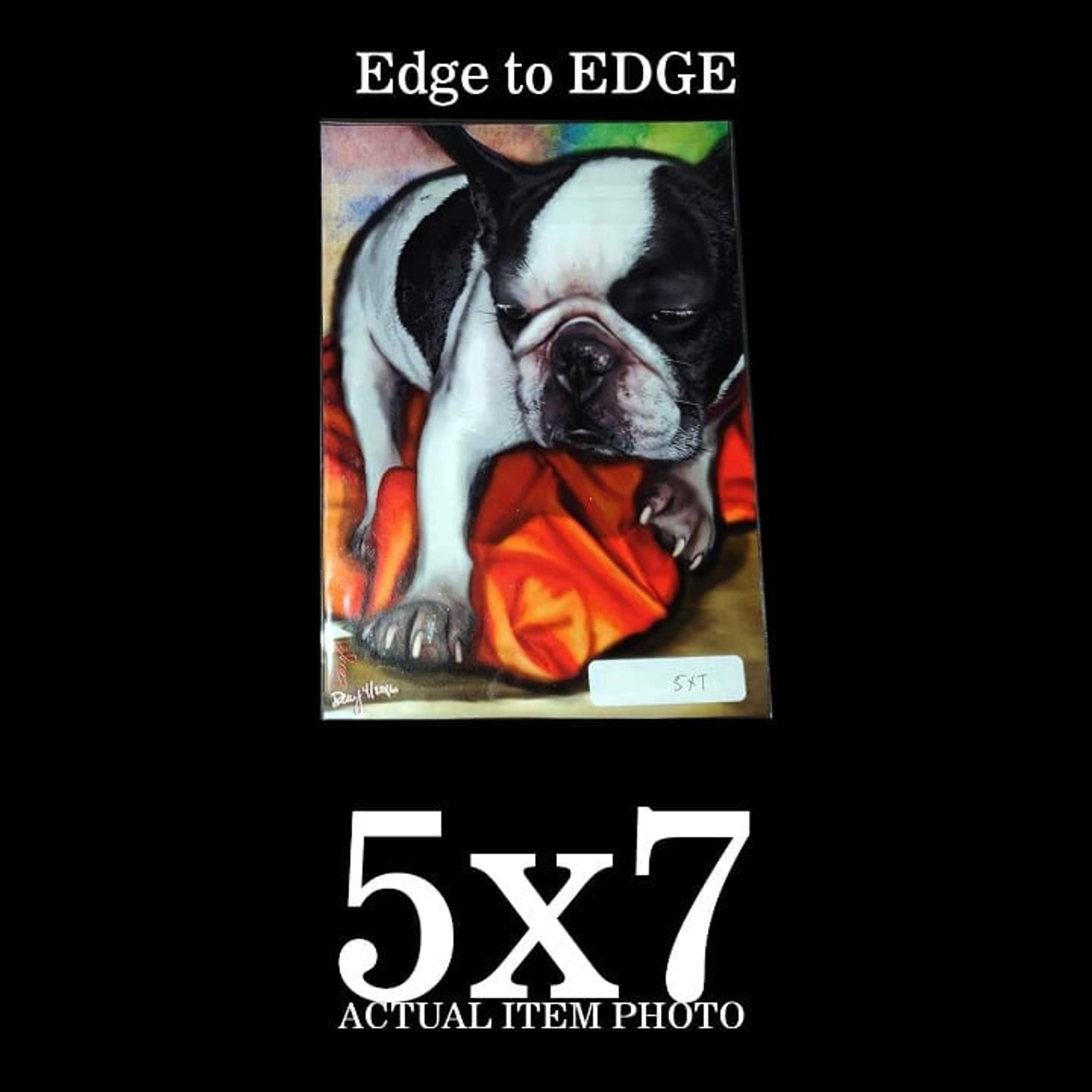 Frenchie French Bulldog Gray White Markings Wall Art Print 5x7 Edge-to-Edge
