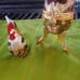 jewelry egg and rooster musical box bund