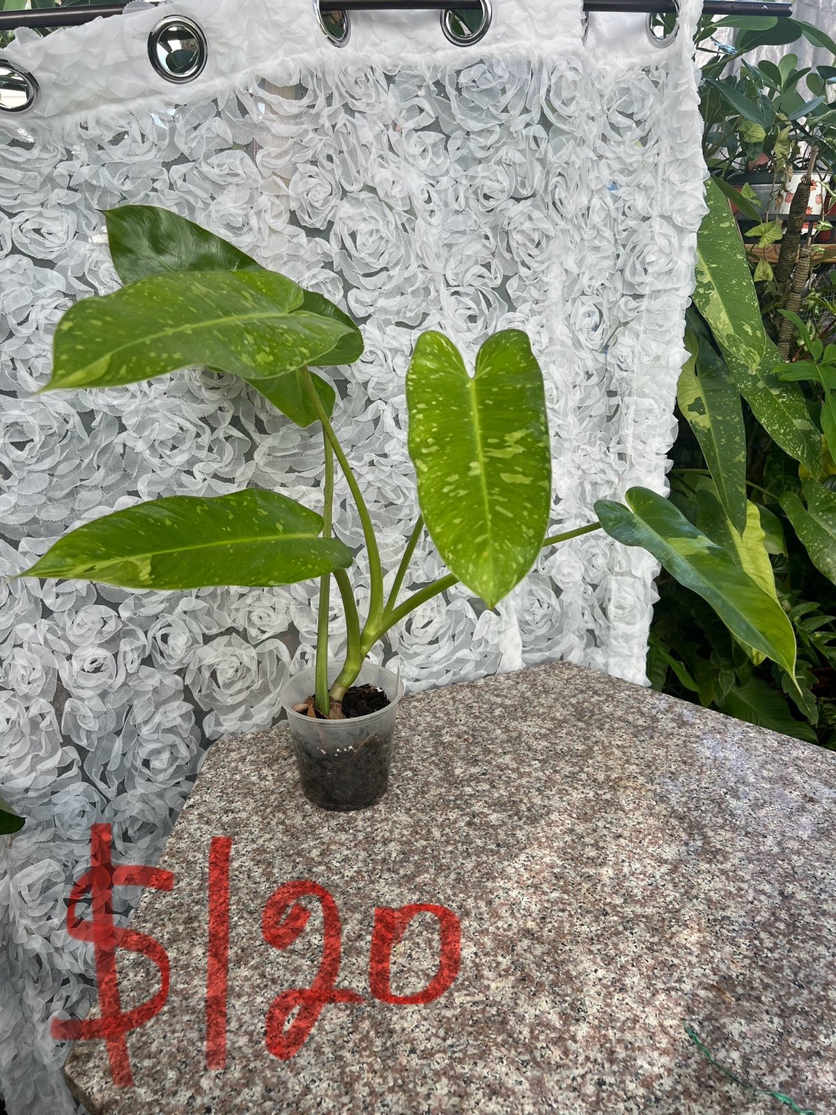 Jose Bueno Variegated