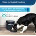 PetSafe Smart Feed Automatic Pet Feeder for Cat and Dogs