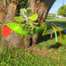 Gabby Natural colored Green Parrot that has always been a customer favorite