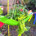 Gabby Natural colored Green Parrot that has always been a customer favorite