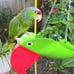 Gabby Natural colored Green Parrot that has always been a customer favorite