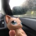 littlest pet shop short haircat #1024