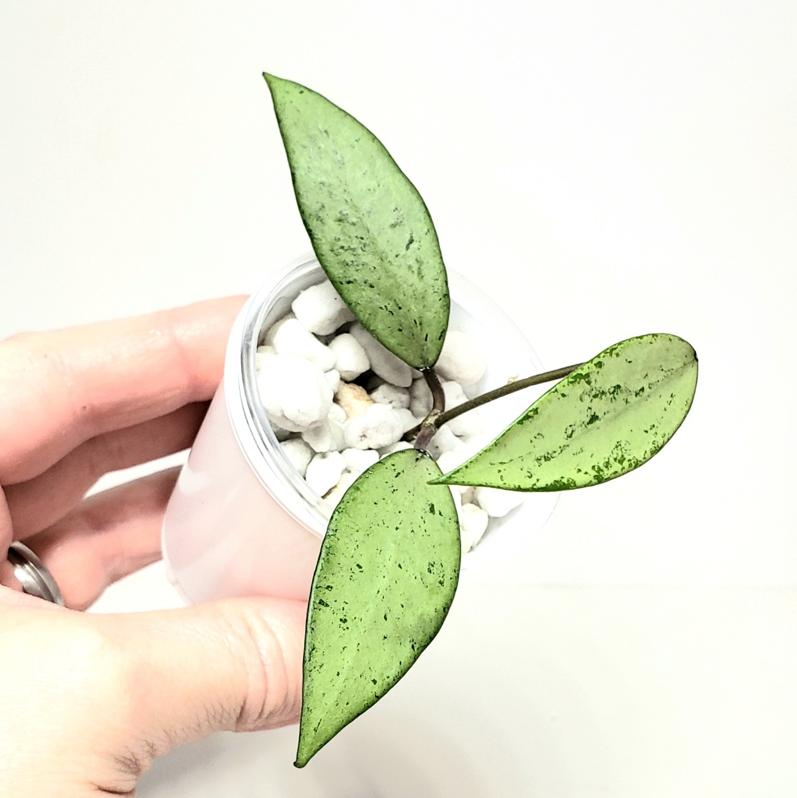 Hoya Snow Cui Silver - Top Cut