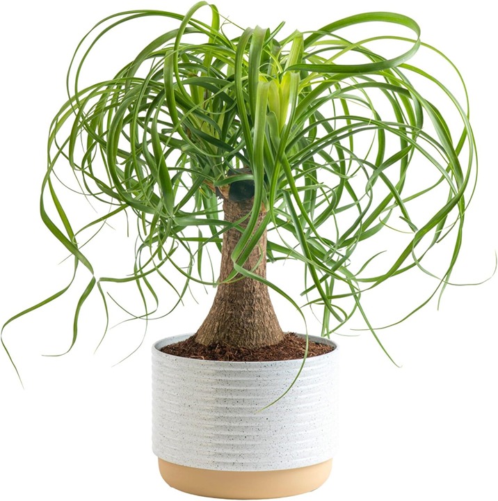 Ponytail Palm Bonsai, Easy to Grow Live Indoor Plant Green 1 Foot Tall