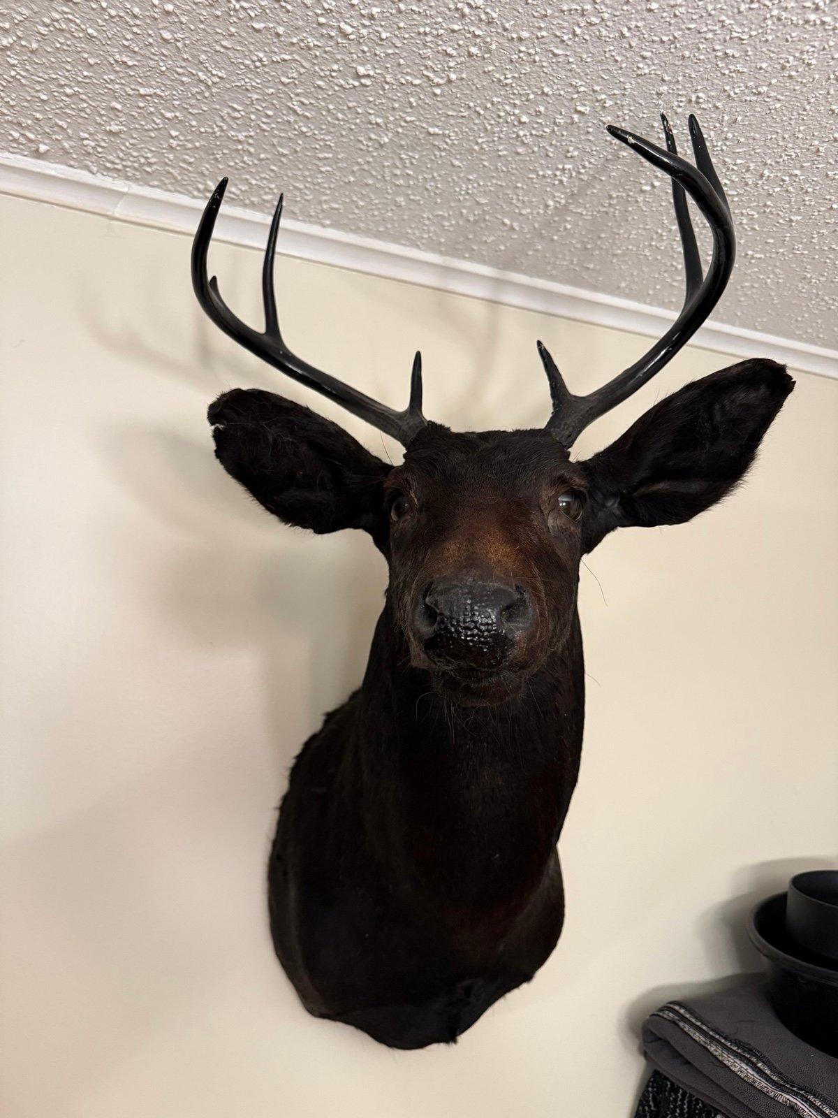 Goth Buck Taxidermy Mount