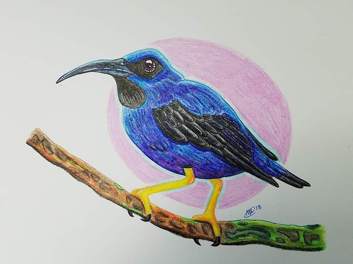 Purple Honeycreeper Bird | Original Crayon Illustration