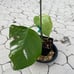 Variegated Monstera Deliciosa Albo Borsigiana Variegata 2 Leaf Plant