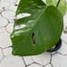 Variegated Monstera Deliciosa Albo Borsigiana Variegata 2 Leaf Plant