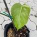 Variegated Monstera Deliciosa Albo Borsigiana Variegata 2 Leaf Plant