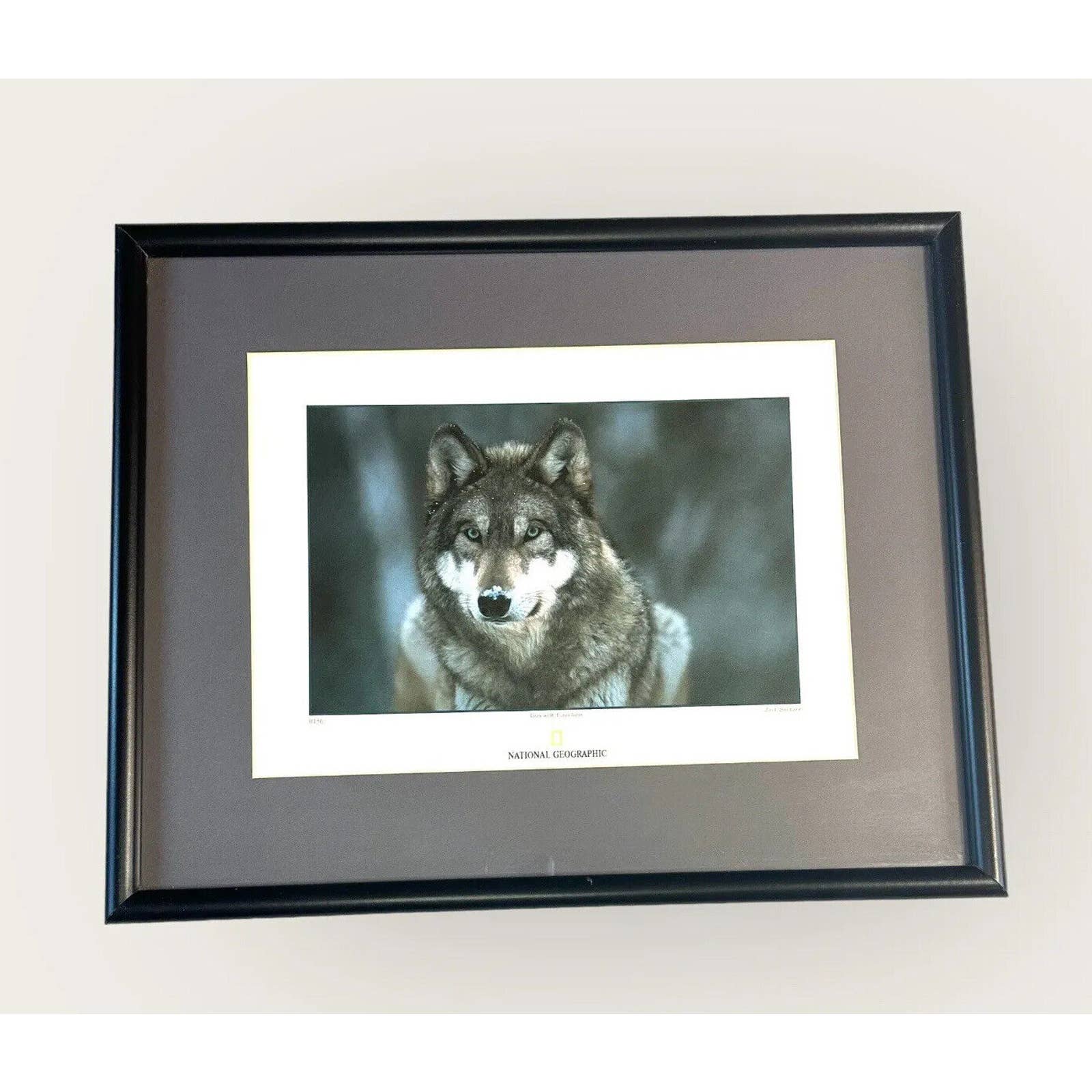 National Geographic Officially Stamped “Grey Wolf” Joel Sartre Print
