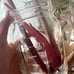 Philodendron Caramel Marble NOT TC