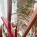 Philodendron Caramel Marble NOT TC