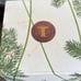 Thymes Frasier Fir Candle 6.5 Oz Glass with white aromatic candle NIB