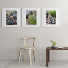 Set of 3 Nature Prints